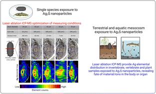 High throughput laser ablation ICP-MS bioimaging of silver