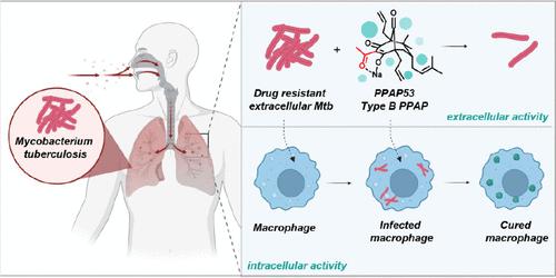 Unnatural Endotype B PPAPs as Novel Compounds with Activity