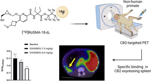 [18F]RoSMA-18-d6 作为 CB2 PET 放射性配体在非人类灵长类动物中的评价,ACS Chemical ...