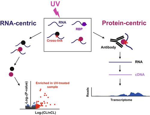 Advantages and limitations of UV cross-linking analysis of protein–RNA ...