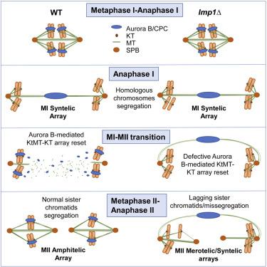 Aurora B Kinase Erases Monopolar Microtubule-kinetochore Arrays At The ...