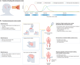 Biology-driven Material Design For Ischaemic Stroke Repair,Nature ...