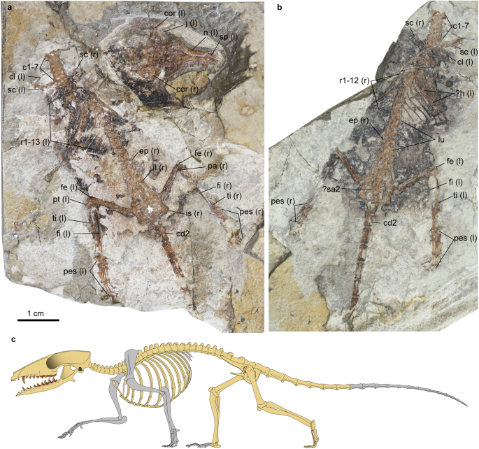 Middle ear innovation in Early Cretaceous eutherian mammals,Nature