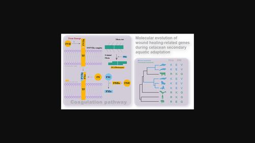 Molecular evolution of wound healing-related genes during cetacean ...