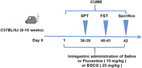 Frontiers  Biochemical and antioxidant activity of wild edible