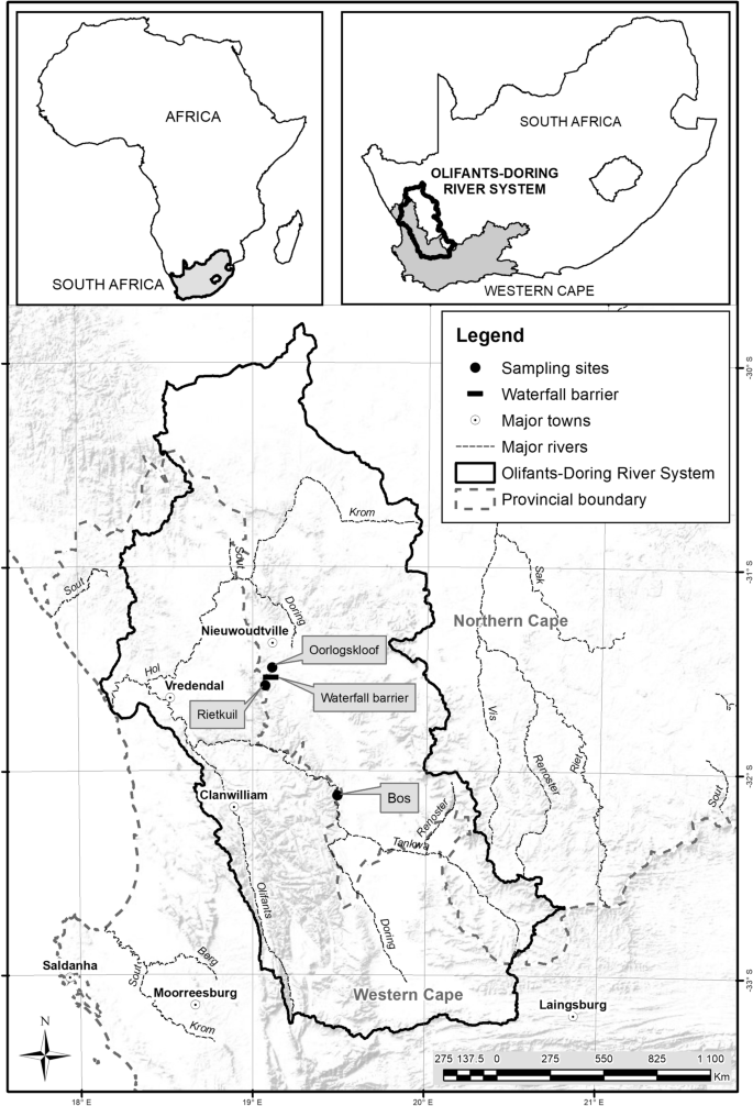 Population genetics of the endangered Clanwilliam sandfish Labeo ...