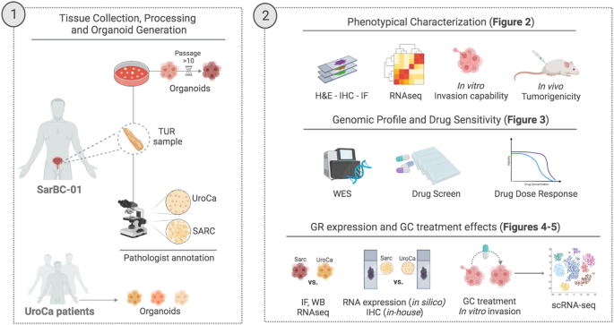 Patient-derived organoids identify tailored therapeutic options and ...