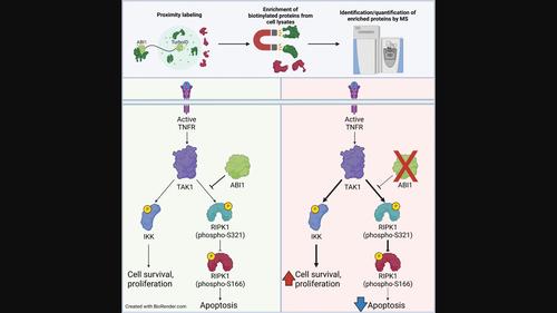 Proximity Proteomics Reveals Role Of Abelson Interactor 1 In The ...