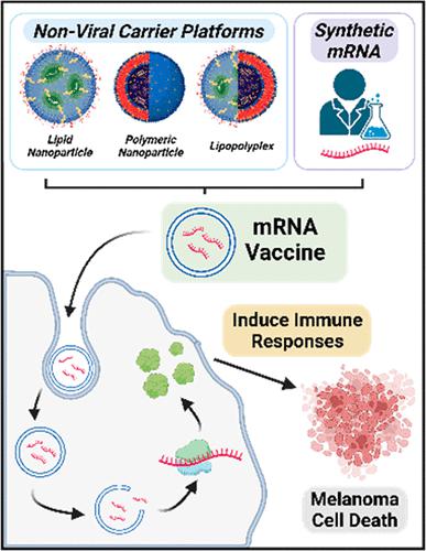 非病毒 Mrna 递送材料及其作为黑色素瘤治疗疫苗的应用进展 Acs Applied Bio Materials X Mol
