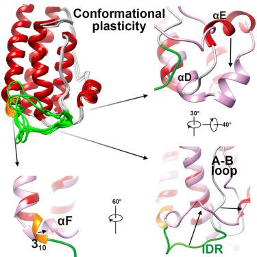 The Solution Structure Of Human Leptin Reveals A Conformational ...