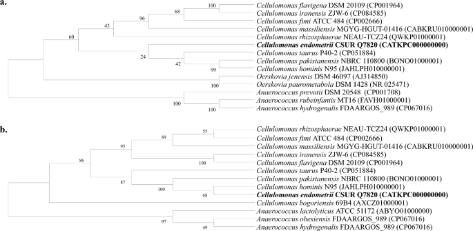 Cellulomonas Endometrii Sp. Nov.: A Novel Bacterium Isolated From The ...