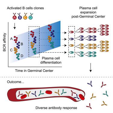 Germinal Centers Output Clonally Diverse Plasma Cell Populations ...