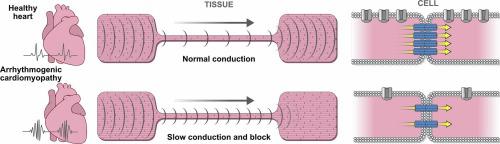 Glimepiride, a novel soluble epoxide hydrolase inhibitor, protects against  heart failure via increasing epoxyeicosatrienoic acids - Journal of  Molecular and Cellular Cardiology