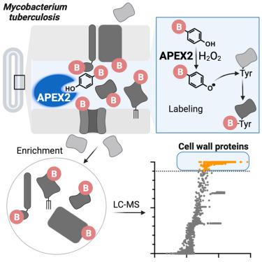 Cell Chemical Biology期刊最新论文, 化学/材料, - X-MOL