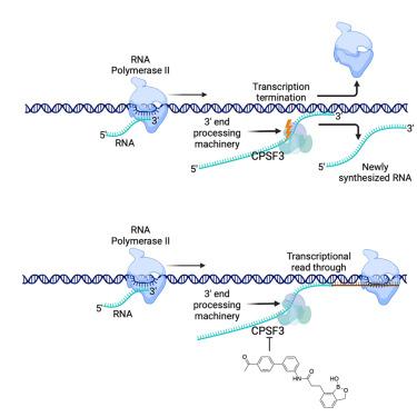 Cell Chemical Biology期刊最新论文, 化学/材料, - X-MOL