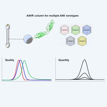 Engineering a highly durable adeno-associated virus receptor for