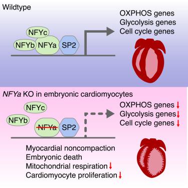 Sodium butyrate alleviates R97-116 peptide-induced myasthenia