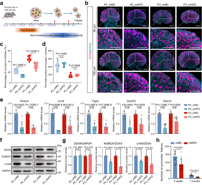 Sodium butyrate alleviates R97-116 peptide-induced myasthenia