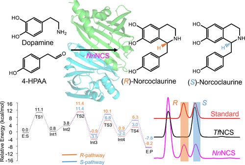 Discovery, Structure, and Mechanism of the (R, S)-Norcoclaurine 