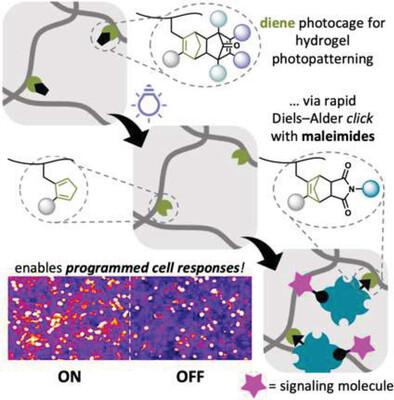 Diels–Alder Photoclick Patterning of Extracellular Matrix for