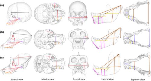 Evaluating modularity in the hominine skull related to feeding