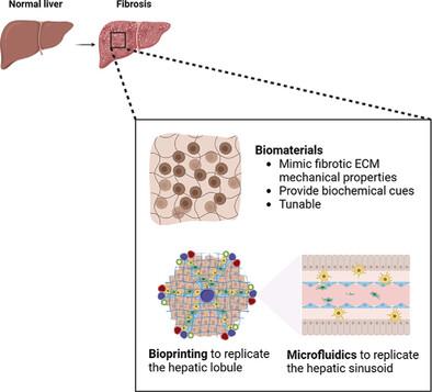 The Material World Of 3D-Bioprinted And Microfluidic-Chip Models Of ...