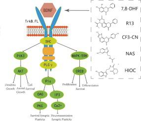 TrkB/BDNF Signaling Pathway And Its Small Molecular Agonists In CNS ...