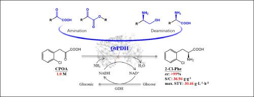 A Novel And Thermostable Phenylalanine Dehydrogenase For Efficient ...