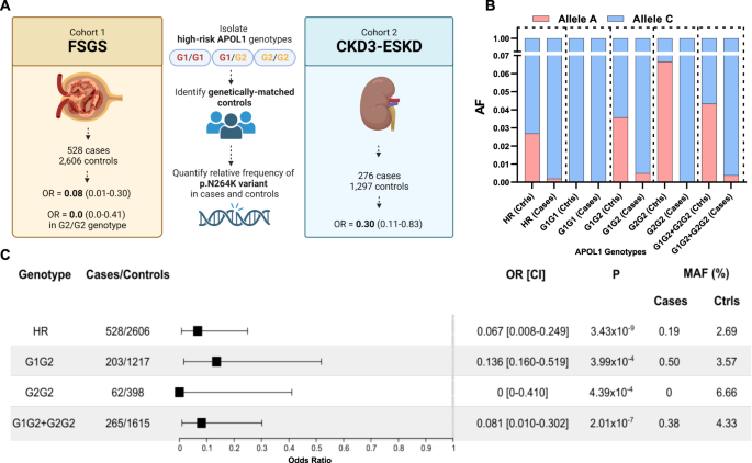 Strong Protective Effect Of The APOL1 P.N264K Variant Against G2 ...