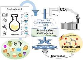 PDF) Aroma active alkylated pyrazines are produced by Basfia  succiniciproducens as by‐products of succinic acid production