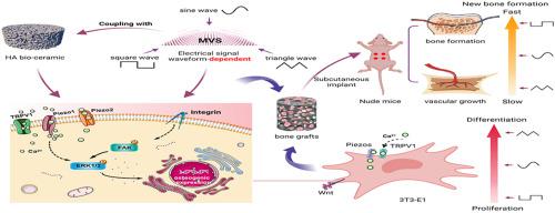 Accelerated osteogenesis of bone graft by optimizing the bone