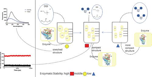 Effect of Deep Eutectic Solvents on the Activity and Stability of