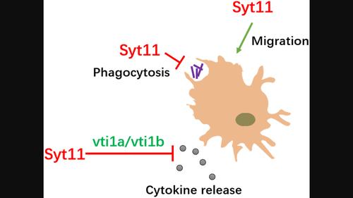 journal of neurochemistry期刊最新論文, 化學/材料, - x-mol