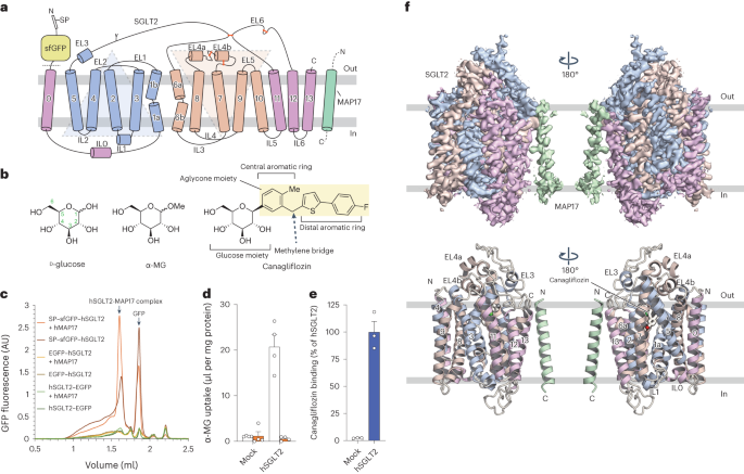 Transport And Inhibition Mechanism Of The Human SGLT2–MAP17 Glucose ...