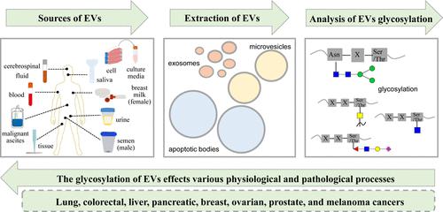 Comprehensive Overview The Role Of Glycosylation Of Extracellular ...