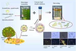 Construction of chitosan modified cationic lipid droplet emulsions for ...