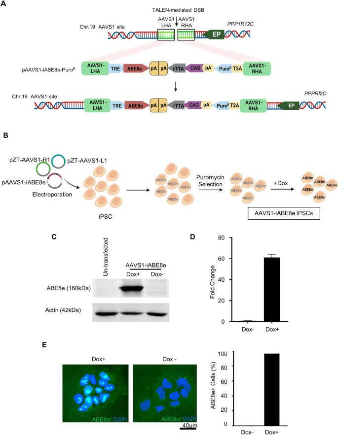 Efficient Gene Editing In Induced Pluripotent Stem Cells Enabled By An