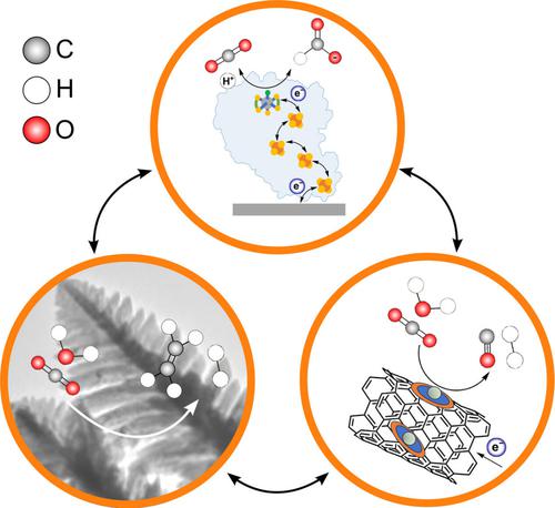 Connecting Biological And Synthetic Approaches For Electrocatalytic CO2 ...