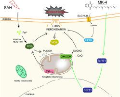 Menaquinone-4 在蛛网膜下腔出血后通过激活 SIRT1 上调 DHODH 来减轻铁死亡,Free Radical Biology ...