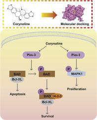 Corynoline inhibits esophageal squamous cell carcinoma growth via