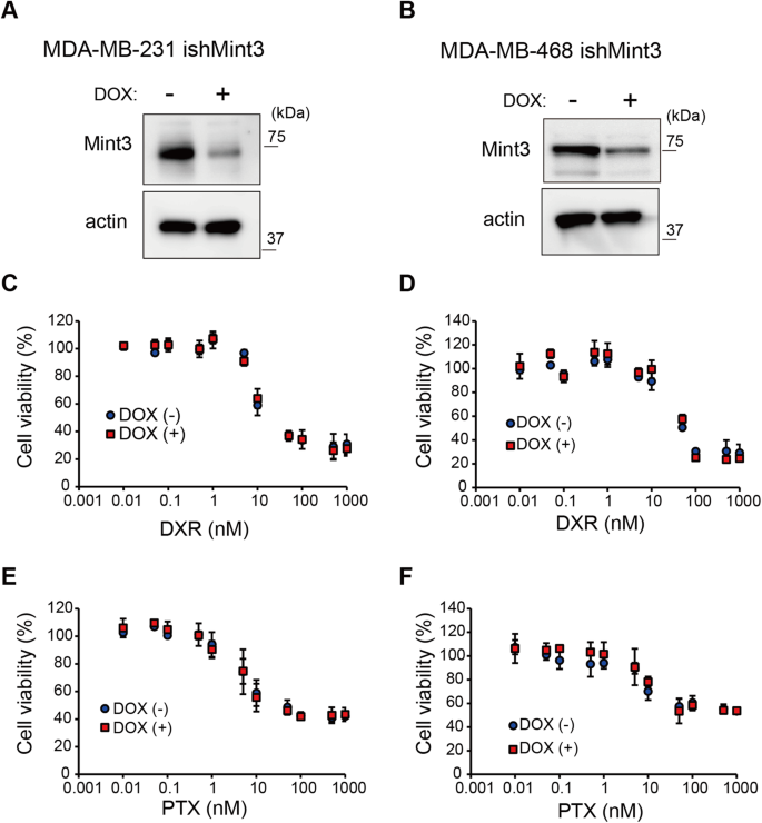 Mint Depletion Induced Energy Stress Sensitizes Triple Negative Breast