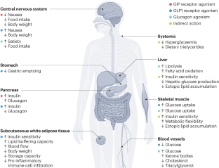 A New Era In Obesity Management,Nature Reviews Gastroenterology ...