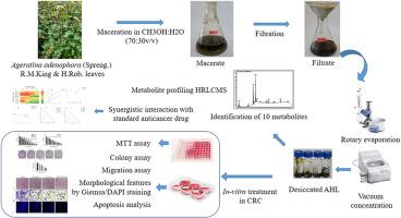 Phytochemically analysed extract of ageratina adenophora (sprengel) r.m