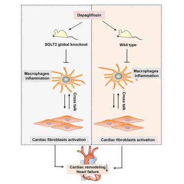 Dapagliflozin protects against chronic heart failure in mice by