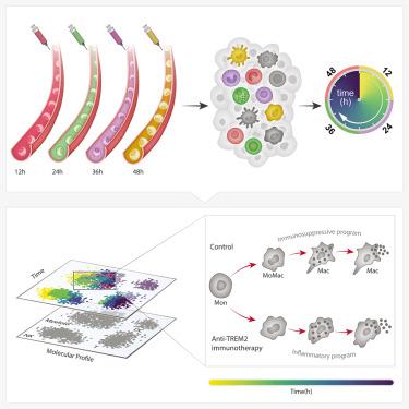 Time-resolved Single-cell Transcriptomics Defines Immune Trajectories ...