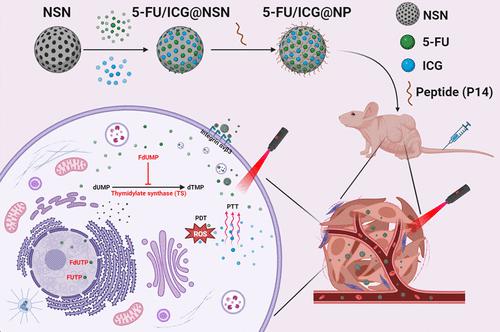 Nanoporous Silica Nanoparticles Coated With Peptide P And Decorated