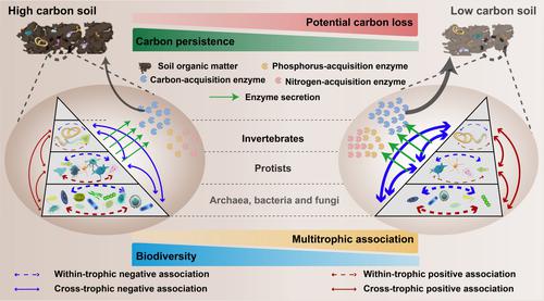 Soil Organic Carbon Loss Decreases Biodiversity But Stimulates ...