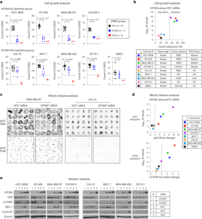 Small-molecule inhibition of kinesin kif18a reveals a mitotic