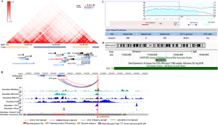 The osteoporosis susceptibility snp rs188303909 at 2q14.2 regulates en1