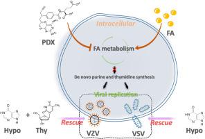 Pralatrexate inhibited the replication of varicella zoster virus and